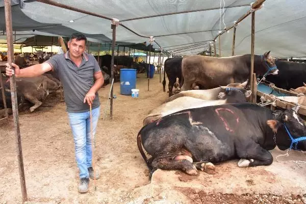 İzmir'de kurbanlık pazarının en büyüğü 'Paşa', 28 bin lira
