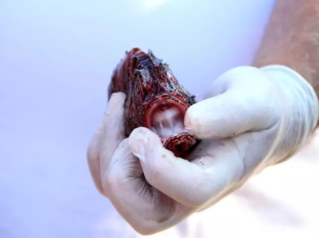 Protokolden tüketimi teşvik için ızgarada, dikeni zehirli aslan balığı ziyafeti