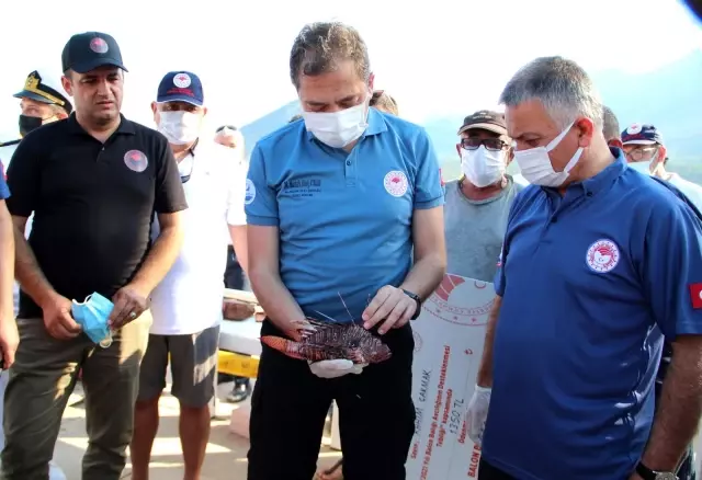 Protokolden tüketimi teşvik için ızgarada, dikeni zehirli aslan balığı ziyafeti
