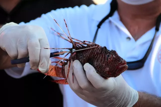 Protokolden tüketimi teşvik için ızgarada, dikeni zehirli aslan balığı ziyafeti