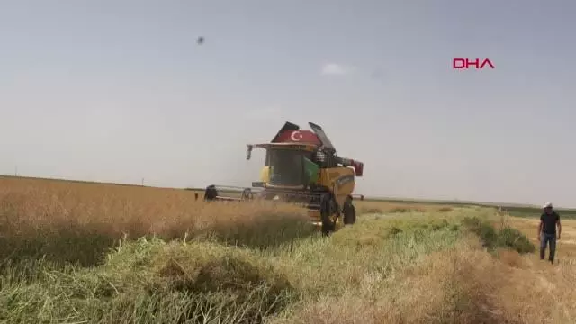 ŞEKER PANCARINA ALTERNATİF KANOLA HASADI BAŞLADI