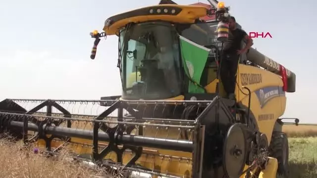 ŞEKER PANCARINA ALTERNATİF KANOLA HASADI BAŞLADI