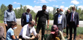 Sivas'ta 'Yem Bitkileri Hasadı Tarla Günü' Düzenlendi