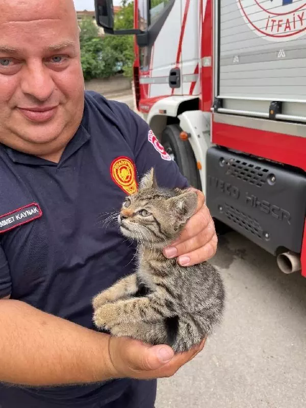 The kitten stuck on the roof saved by the fire department