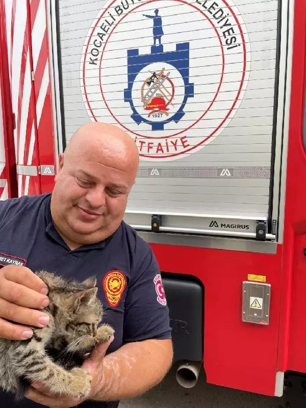 The kitten stuck on the roof saved by the fire department