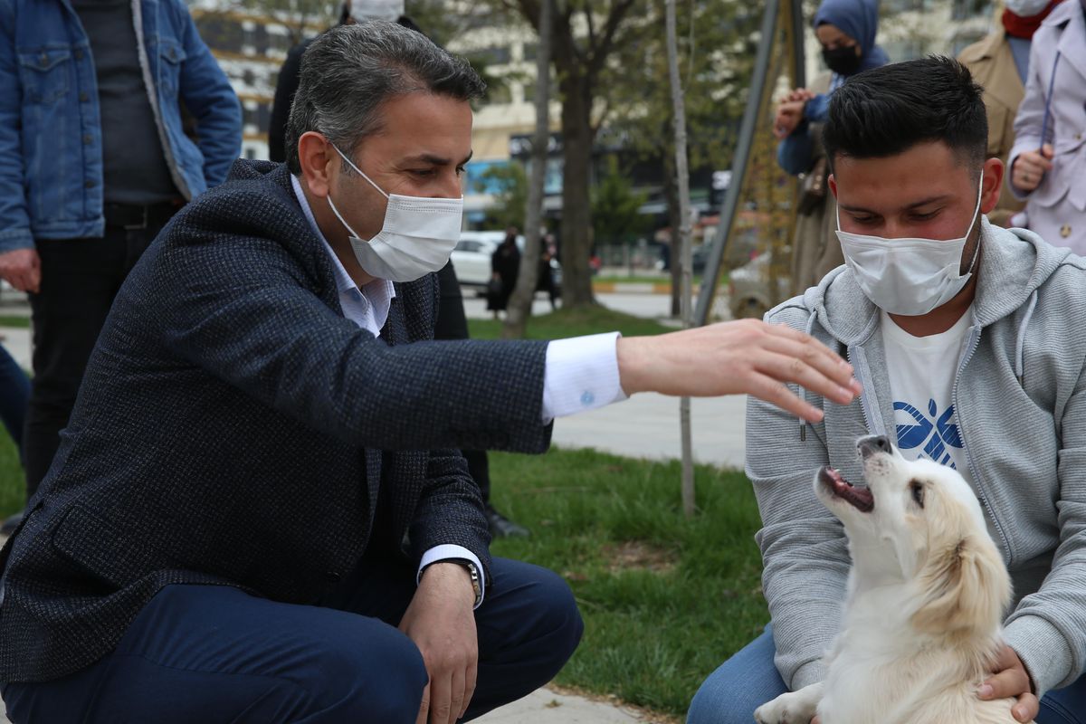 Tokat'ta uygulanacak proje ile sokak hayvanları rehabilite edilecek