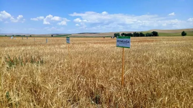 Yozgat'ta milli buğday ve arpa çeşitleri çiftçiye tanıtıldı