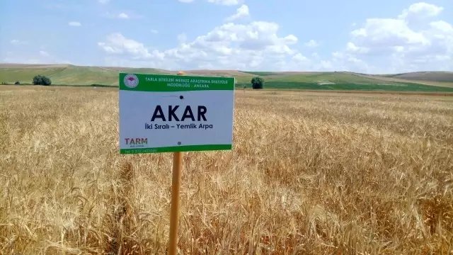 Yozgat'ta milli buğday ve arpa çeşitleri çiftçiye tanıtıldı