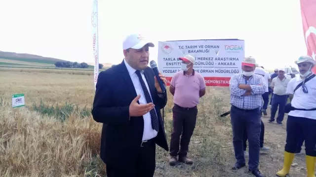 Yozgat'ta milli buğday ve arpa çeşitleri çiftçiye tanıtıldı