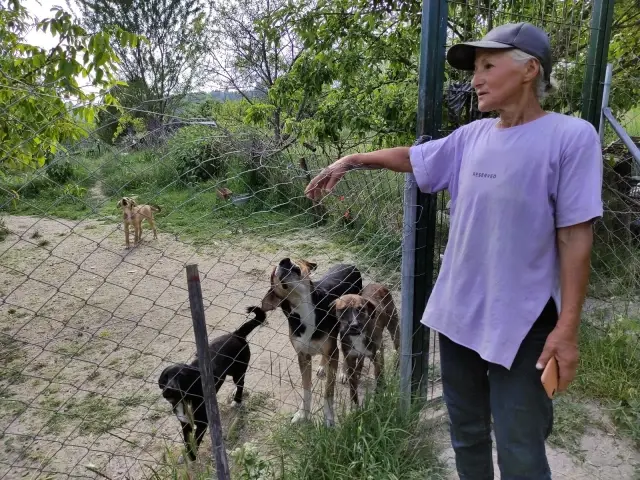 Zehirlenen sakat ve hasta köpeklerinin başında göz yaşı döktü
