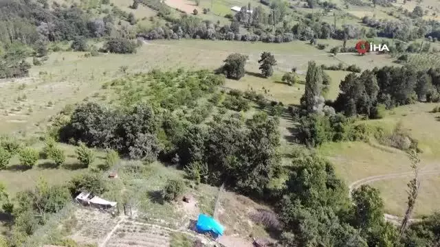 Zehirlenen sakat ve hasta köpeklerinin başında göz yaşı döktü