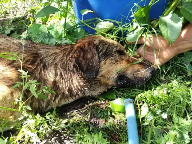 Zehirlenen sakat ve hasta köpeklerinin başında göz yaşı döktü
