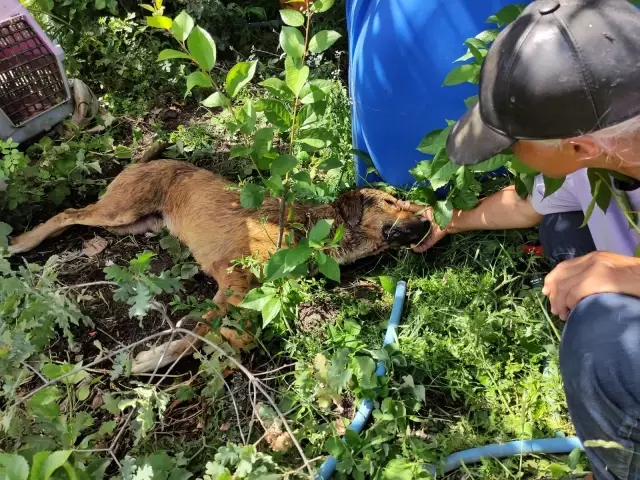 Zehirlenen sakat ve hasta köpeklerinin başında göz yaşı döktü