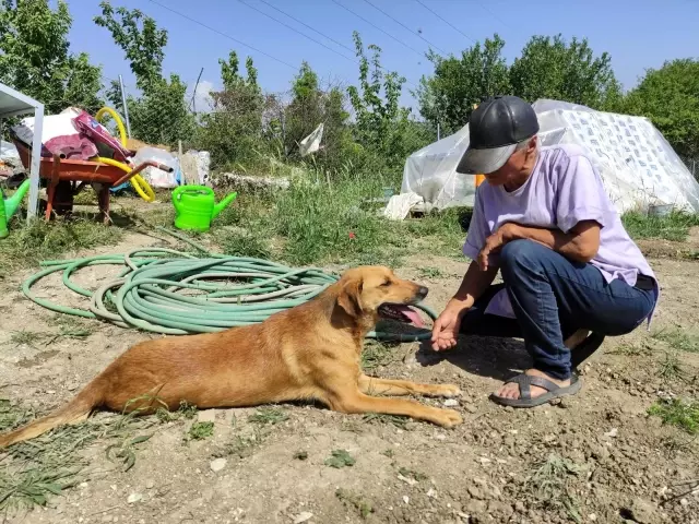 Zehirlenen sakat ve hasta köpeklerinin başında göz yaşı döktü