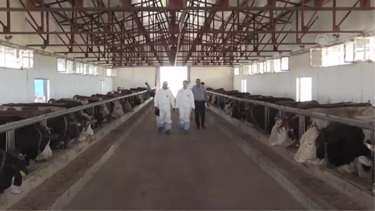 93 bin kurbanlık batı illerine sevk edilecek