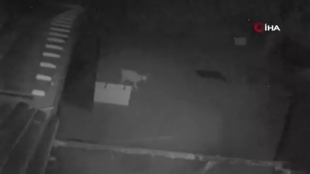 Aç kalan kurdun oğlaklara saldırması güvenlik kameralarına yansıdı