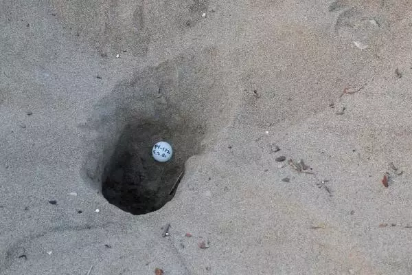 BELEK SAHİLİNDE CARETTA YUVALARI 2 BİNİ AŞTI