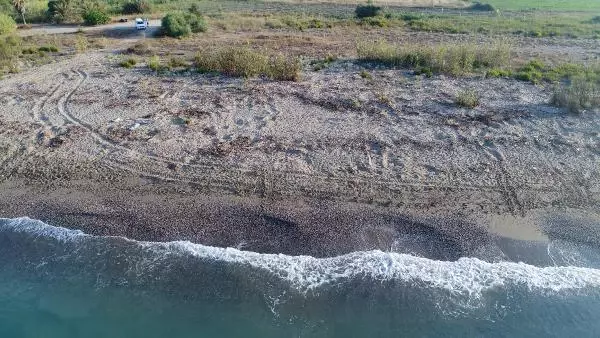 BELEK SAHİLİNDE CARETTA YUVALARI 2 BİNİ AŞTI