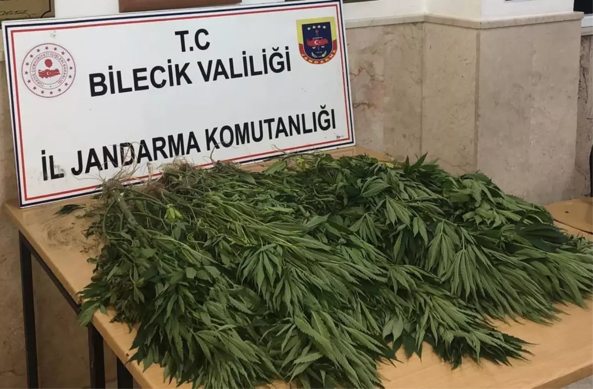 Bilecik'te kabak tarlasına Hint keneviri eken kişi yakalandı