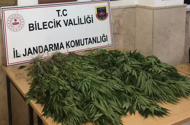 Bilecik'te kabak tarlasına Hint keneviri eken kişi yakalandı Bilecik'te kabak tarlasına Hint keneviri eken kişi yakalandı