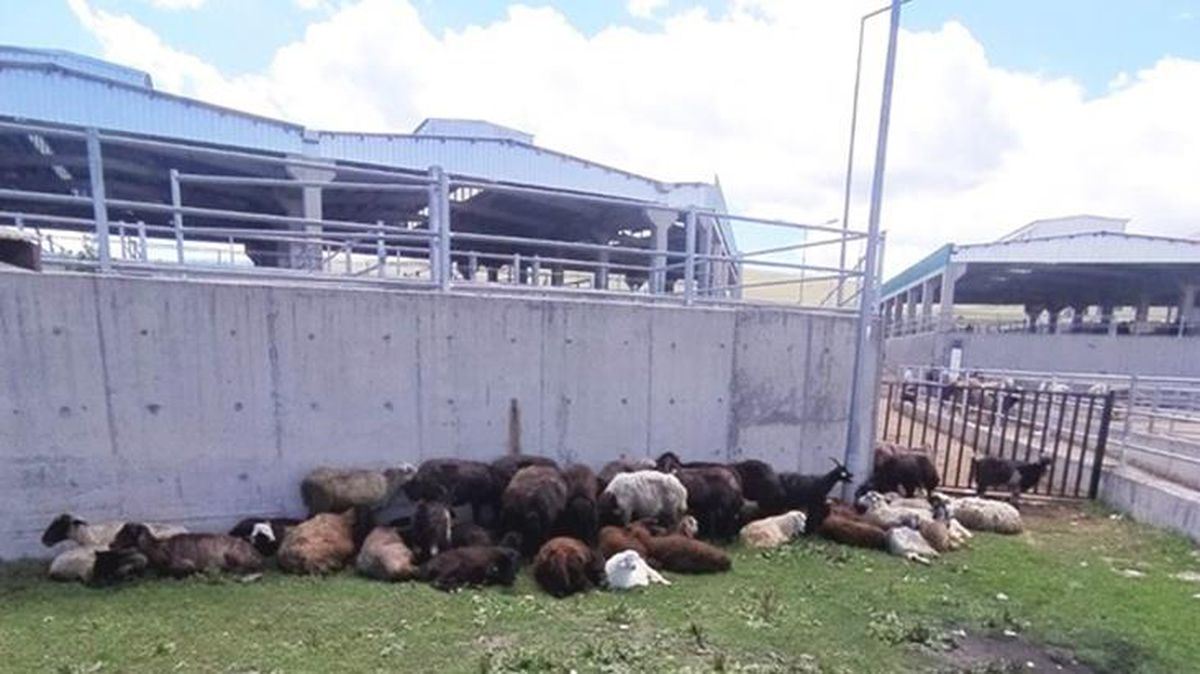 99 koyununun çalındığını söyleyerek ihbarda bulundu! Hayvanları oğlunun sattığı ortaya çıktı