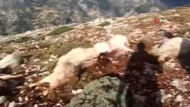 Kahramanmaraş'ta yıldırım düştü 86 koyun telef oldu