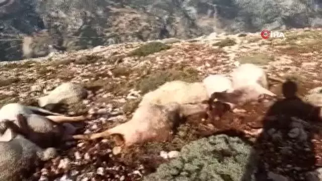 Kahramanmaraş'ta yıldırım düştü 86 koyun telef oldu