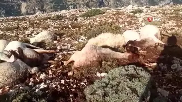Kahramanmaraş'ta yıldırım düştü 86 koyun telef oldu