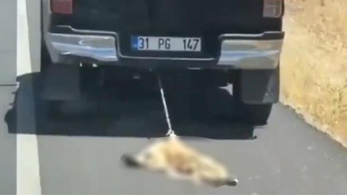 Kamyonun arkasına iple bağlanıp metrelerce sürüklenen köpeğin görüntüleri sosyal medyada tepki topladı