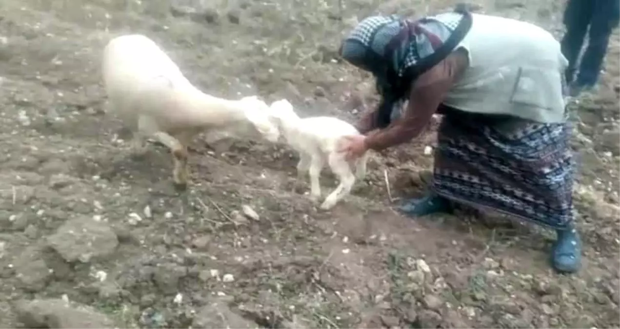 Kaybolan koyunu zabıta ekipleri buldu