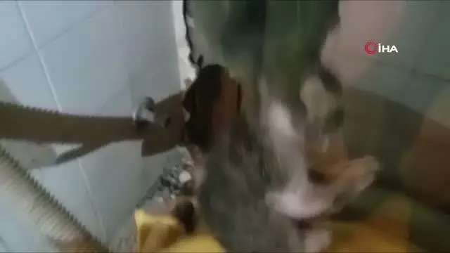 Kediyi ölmekten itfaiye ekipleri kurtardı