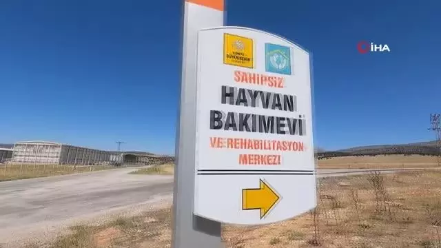 Konya'da yaralı hayvanlar 'Canbulan' ile hayata tutunacak