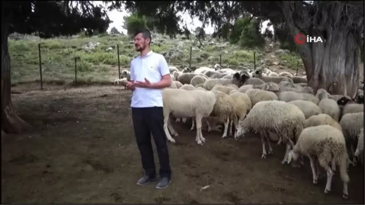 Kötekli Yörüklerinin koyun kırkması şölenle başladı