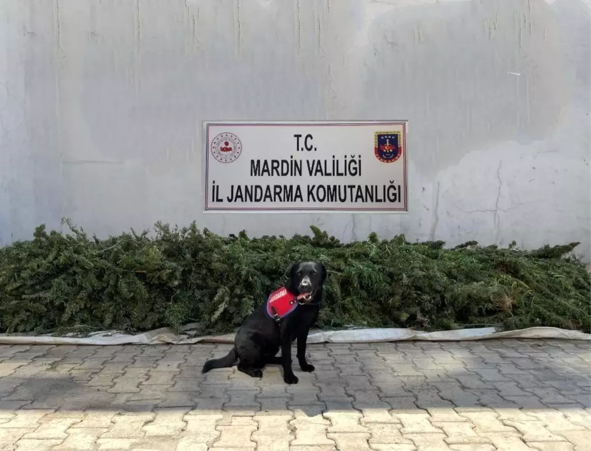 Son dakika haber! Mardin'de esrar operasyonu