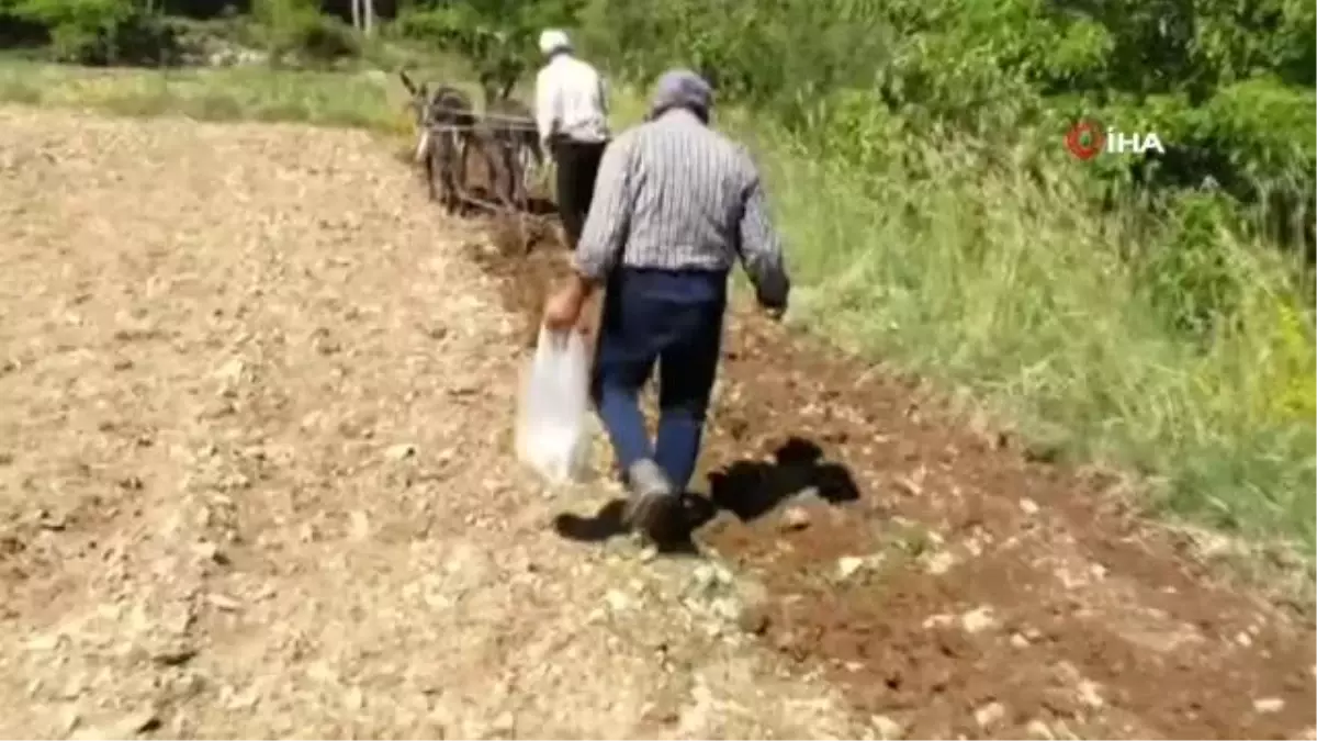 Meşhur Çameli fasulyesi, kara sabanla sürülen tarlalarda toprakla buluşuyor
