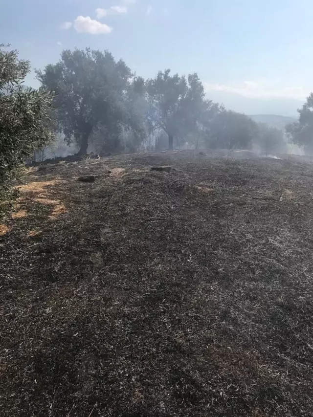 Ödemiş'te zeytinlik ve makilik alanda çıkan yangın kontrol altına alındı