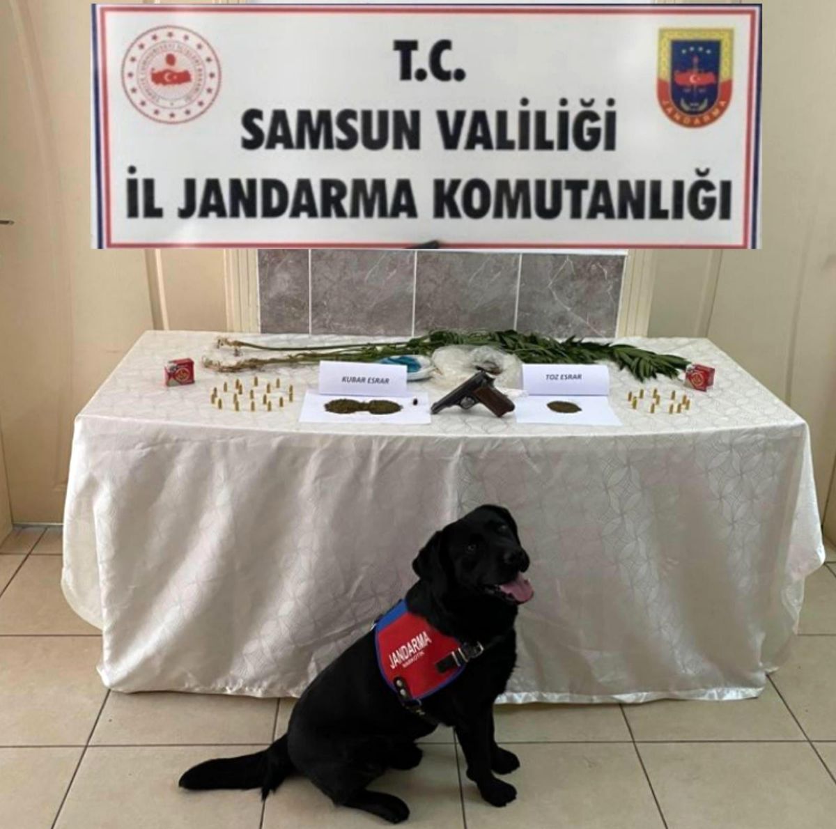 Salıpazarı'nda 68 kök kenevir bitkisi ele geçirildi