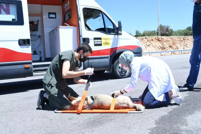 Konya'da yaralı hayvanlar 'Canbulan' ile hayata tutunacak Konya'da yaralı hayvanlar 'Canbulan' ile hayata tutunacak
