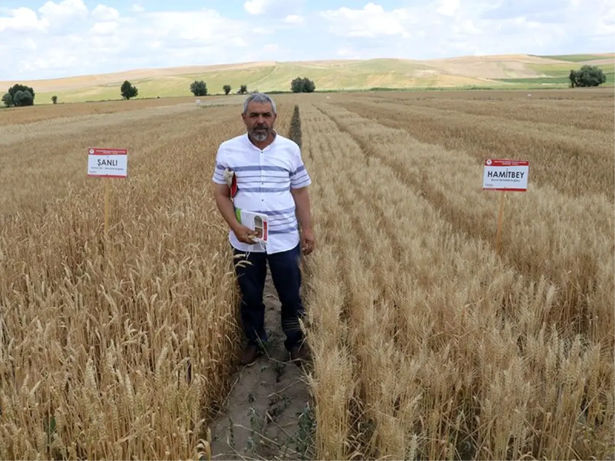 Yozgat'ta yerli tohumlar tanıtıldı