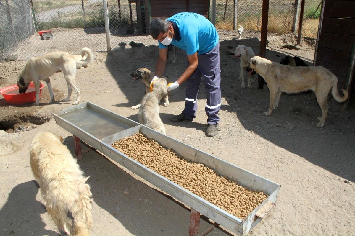 Yukarısalat'ta can dostlara Bismil Belediyesi sahip çıktı