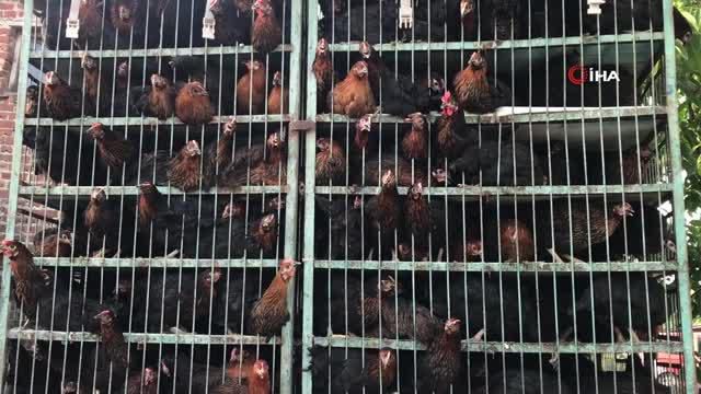 yuzde 50 hibeli tavuk destegi ciftcilerin yuz 14251949 o