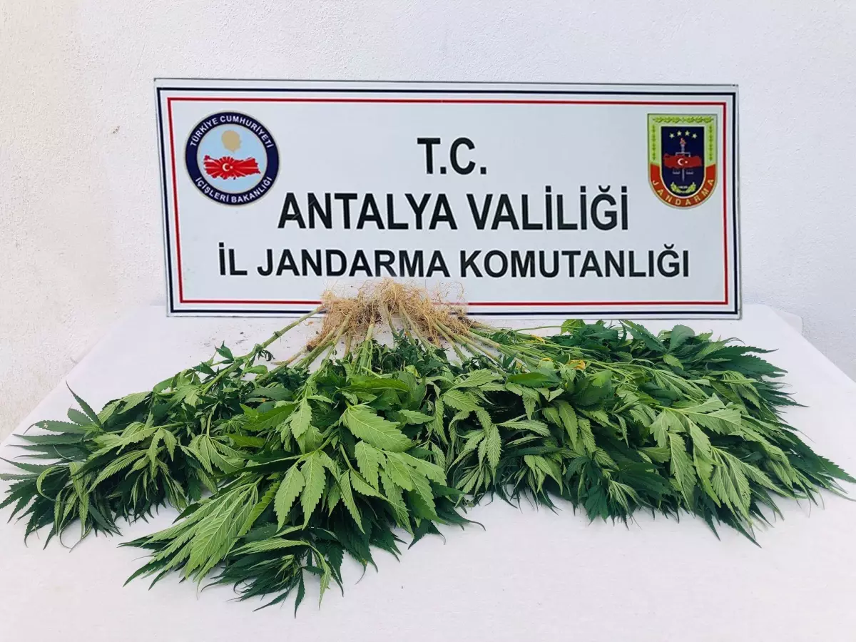 Akseki'de jandarma ekiplerince 22 kök Hint keneviri ele geçirildi