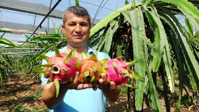 Babası için yetiştirmeye başladığı ejder meyvesinin tanesini 90 liradan satıyor