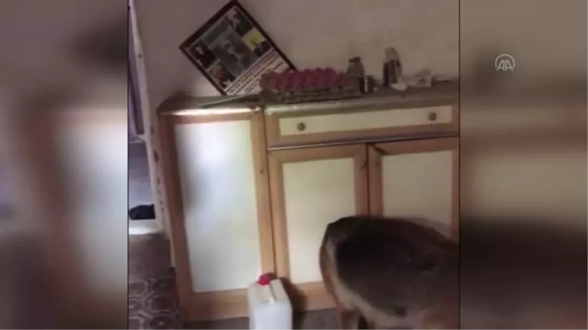 Elazığ'da 2 kilo 500 gram esrar ele geçirildi