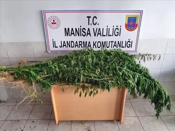 Mısır tarlasına ekili 84 kök kenevir ele geçirildi: 1 gözaltı