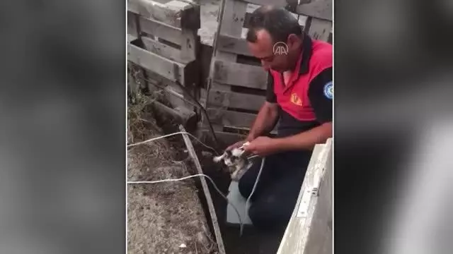 Muğla'da kuyuda düşen kedi yavrusu kurtarıldı