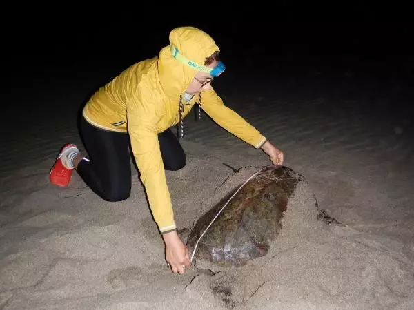 PATARA PLAJI'NA 250 DENİZ KAPLUMBAĞASI YUMURTA BIRAKTI