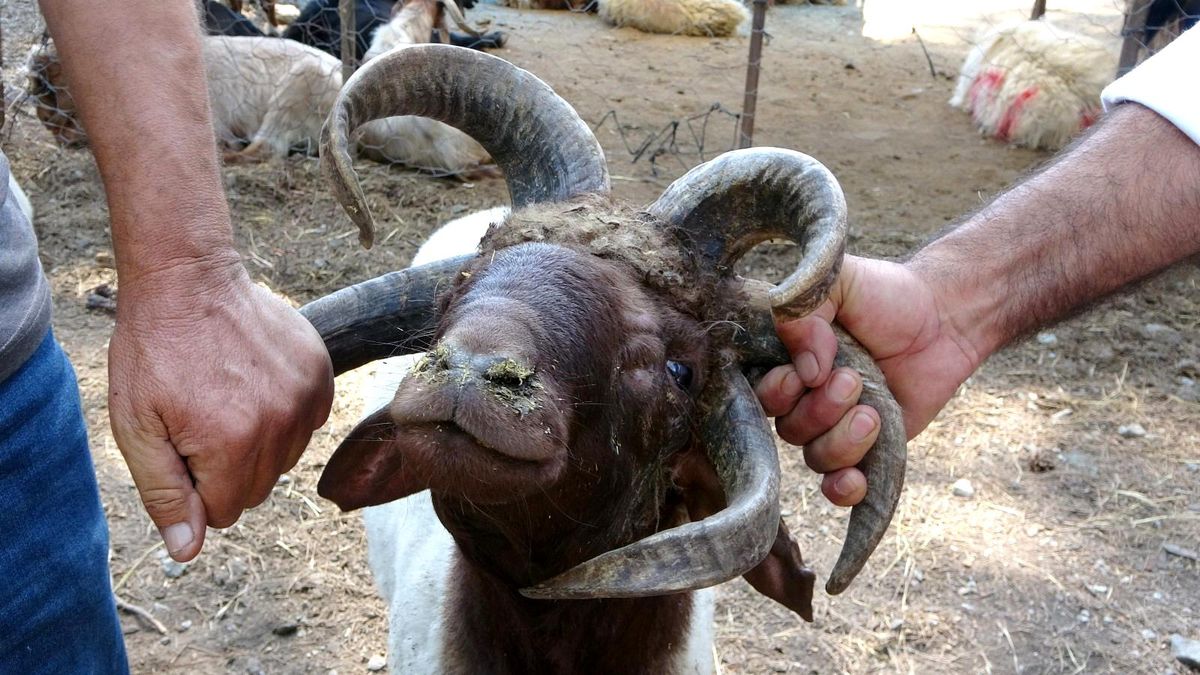 5 boynuzlu kurbanlık koç alıcısını bekliyor