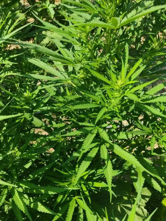 Uyuşturucu satıcılarına yönelik operasyonda 2 şüpheli tutuklandı