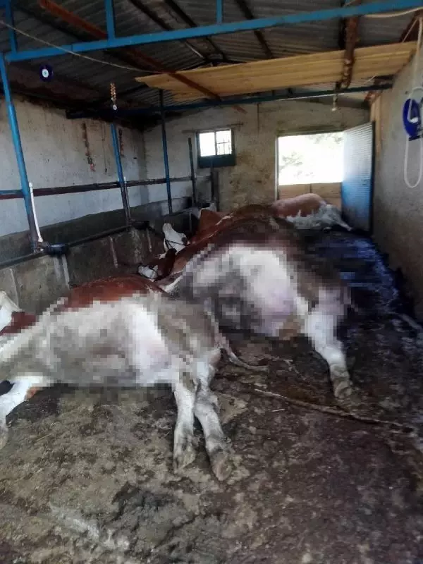 Ahırda elektrik akımına kapılan 6 inek öldü
